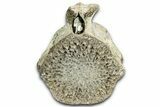 Fossil Whale Caudal Vertebra - Yorktown Formation #362061-2